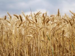 Seceta afectează grav agricultorii. Roada de grâu ar putea fi cu până la 50% mai mică