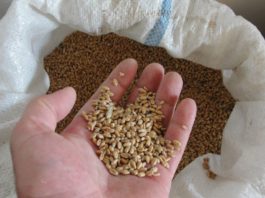 Investigație Mold-street: O informație neverificată referitor la o posibilă scoatere ilegală a grâului din rezerva de stat, arată cât de ușor poate fi manipulată nu doar opinia publică, dar și Maia Sandu