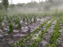 Ministrul Agriculturii solicită Guvernului 47 de milioane de lei din fondul de rezervă pentru acoperirea prejudiciilor cauzate de ploi