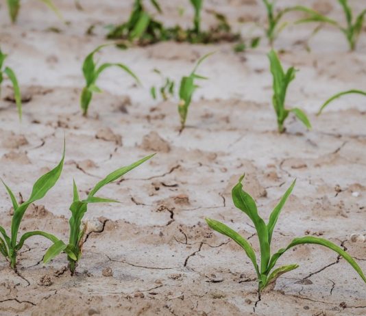 Lider socialist, despre pagubele în agricultură: ”Pledez pentru alocarea banilor agricultorilor”