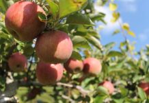 Exportatorii de fructe din Moldova cer soluții pentru reducerea timpului de așteptare la granița cu România