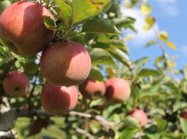 Statul nu va oferi ajutor pentru merele date la procesare, a anunțat premierul Natalia Gavrilița