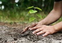 Ceban plantează copaci în Sîngera și anunță investiții de peste 39 milioane lei