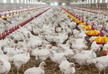 Importurile de carne de pasăre din Ucraina, reluate după actualizarea certificatelor sanitar-veterinare