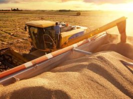 Cerealele din Ucraina vor da tonul prețurilor și în noul sezon agricol