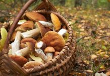 Începe sezonul ciupercilor sălbatice. Ce recomandă ANSA pentru a evita intoxicațiile
