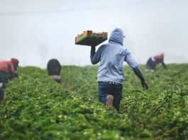 15 persoane arestate în Spania pentru trafic de persoane și exploatare a muncii: Moldoveni și români printre victime