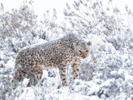 Fauna sălbatică, surprinsă de ninsori în Africa de Sud