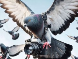 Cum păsările și animalele inteligente au fost folosite pentru misiuni secrete