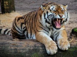 Tragedie la Grădina Zoologică: Un angajat a murit după ce a intrat în cușca tigrului