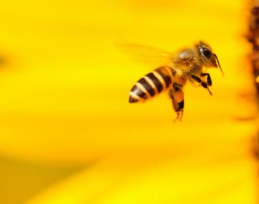 Ucraina se confruntă cu o mortalitate ridicată a albinelor: Pierderi semnificative în apicultură