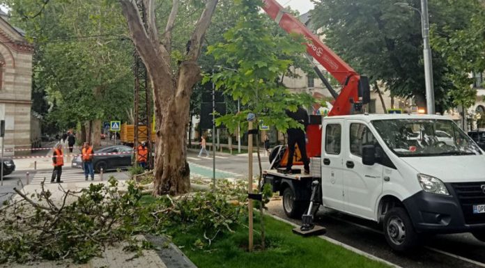 Primăria Chișinău clarifică tăierile de copaci de pe strada 31 August 1989: intervenții autorizate pentru siguranța cetățenilor