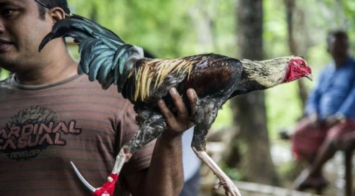 Un cocoș a ucis un bărbat pe insula Bali în timpul unui meci de lupte