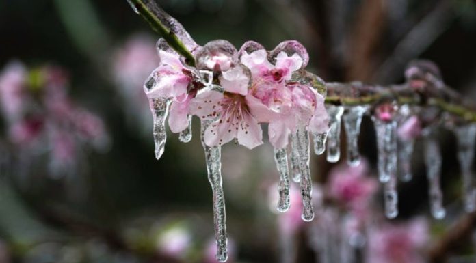 Statul lansează apel pentru sprijin financiar agricultorilor loviţi de îngheţuri târzii