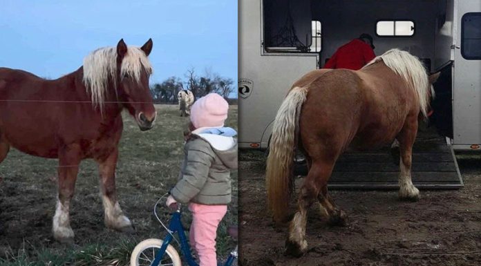 Cai furați din Franța găsiți în România — șapte suspecți reținuți într-o rețea internă