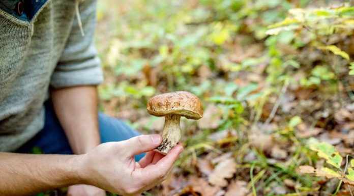 Șapte persoane, spitalizate după ce s-au intoxicat cu ciuperci culese din pădure