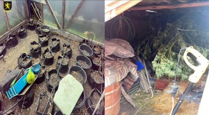 Trei bărbați reținuți după captură de marijuana în laboratoare clandestine