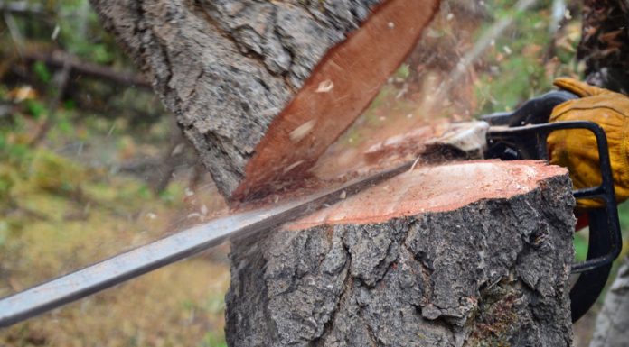 Tragedie în pădurea din Sângerei: un bărbat a murit după ce o creangă s-a prăbușit