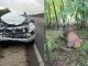 Cerb nobil ucis de mașină lângă Bahmut