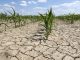 Seceta a afectat circa 33.000 de hectare de culturi agricole în mai multe raioane