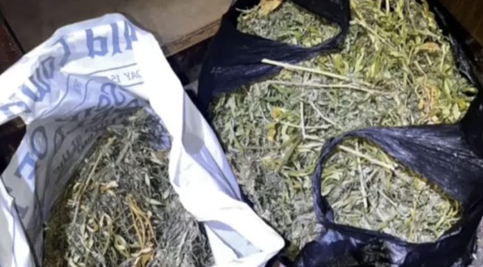 Descinderi la Goleni și Cupcini: polițiștii au găsit kilograme de marijuana și plante de canabis