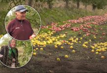 „Zeci de tone de mere au fost scuturate la Căușeni: producătorii denunță bătaie de joc”