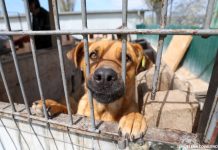 De la Chișinău spre lume: un patruped adopat face mândria orașului peste ocean