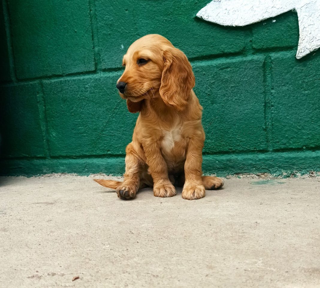 4e83ed32cc5a567d0f2ab8e5c1df50bc