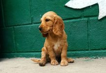 De la Chișinău spre lume: un patruped adopat face mândria orașului peste ocean