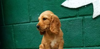 De la Chișinău spre lume: un patruped adopat face mândria orașului peste ocean