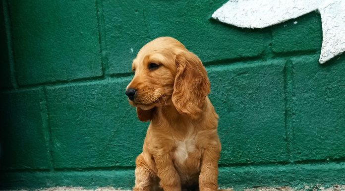 De la Chișinău spre lume: un patruped adopat face mândria orașului peste ocean