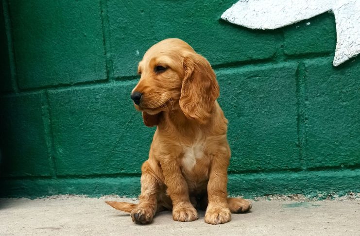 De la Chișinău spre lume: un patruped adopat face mândria orașului peste ocean