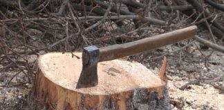 Nisporeni sub lupa autorităților: verificări după tăieri suspecte de arbori