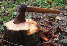 Tăieri ilegale la Ocolul Silvic Scoreni: Un pădurar, concediat și obligat să compenseze daunele