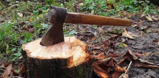 Tăieri ilegale la Ocolul Silvic Scoreni: Un pădurar, concediat și obligat să compenseze daunele