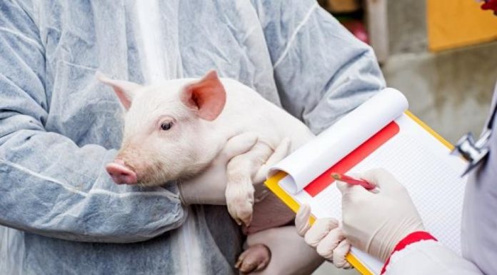 Mai multe focare de boli la animale, confirmate în Republica Moldova