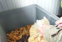 ANSA retrage peste 2.400 kg de biscuiți cu ulei de palmier contaminat