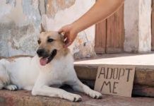 Primăria Chișinău pregătește cadru normativ riguros pentru prevenirea abandonului de animale