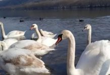 Trei lebede moarte descoperite pe malul Nistrului la Naslavcea; ANSA a prelevat probe