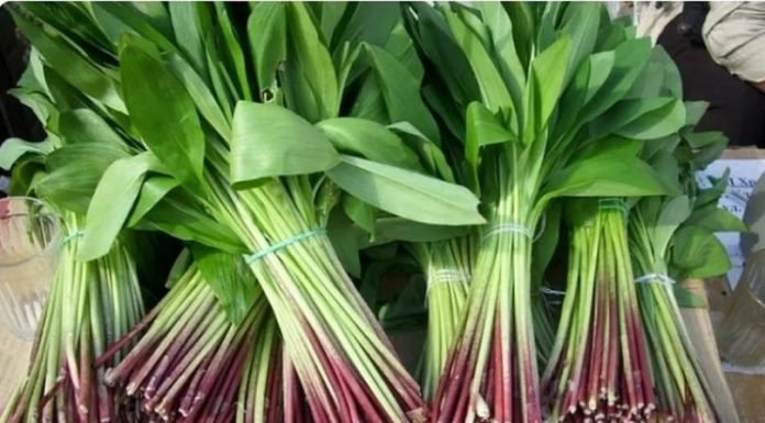 Caz de intoxicație în Găgăuzia: o plantă confundată cu leurda s-a dovedit a fi toxică