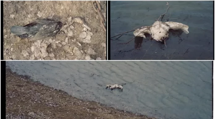 Gripa aviară confirmată în cazul păsărilor găsite moarte la Pohrebea