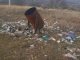 Sesizări la CNA și Procuratură privind gunoiștea din Sîngera: autoritățile locale reclamă lipsa de reacție