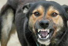 Copil atacat de câini maidanezi în Capitală: incident pe o stradă din sectorul Rîșcani