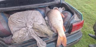 Braconaj piscicol pe lacul Beleu: doi bărbați, prinși cu plase și zeci de pești în perioada de prohibiție