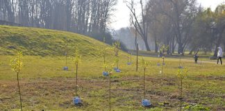 Chișinău devine mai verde: tinerii transformă maculatura în arbori în Parcul „Dendrariu”