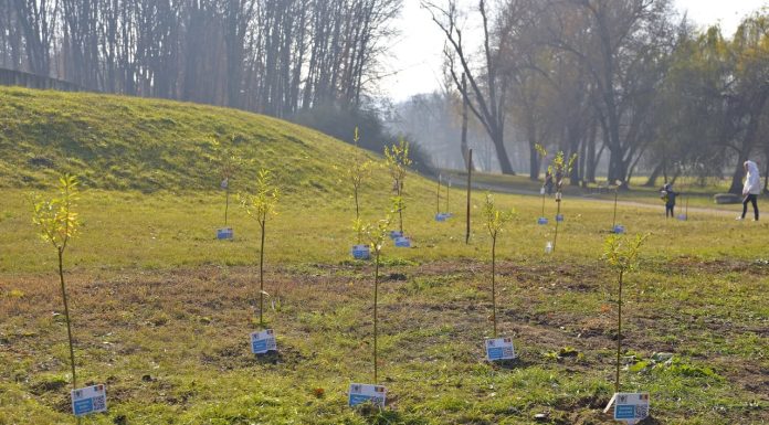Chișinău devine mai verde: tinerii transformă maculatura în arbori în Parcul „Dendrariu”