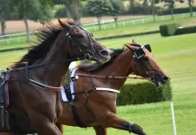 Sicilia: cursă ilegală de cai transformată în spectacol cu arme de foc