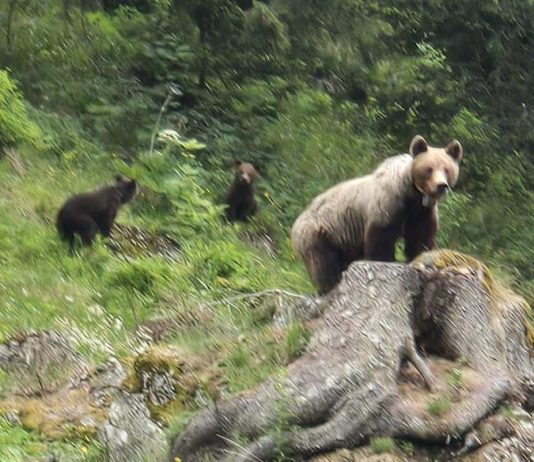 Tragedie în apropierea capitalei Bulgariei: un bărbat a fost ucis de o ursoaică