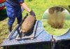 Bombă de aviație neutralizată în România după ce a fost găsită în zona râului Prut