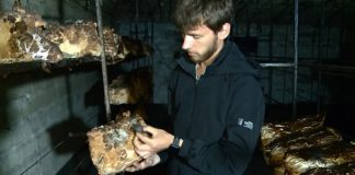 Incendiu devastator în Chișinău: o fermă de ciuperci exotice a fost distrusă complet